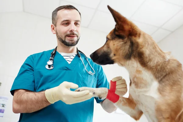Mladý Veterinář Uniformě Drží Nemocnou Tlapu Psa Obvazu — Stock fotografie