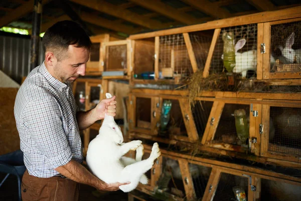 Giovane Agricoltore Che Alleva Conigli Bianchi Orecchie Gabbie Contenenti Altri — Foto Stock