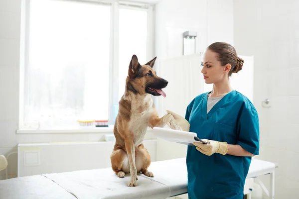 Young Doctor Holding Paw Shepherd Patient Medical Table Appointment — Stock Photo, Image