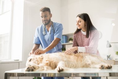 Genç çağdaş hayvan hastalıklarıyla ilgili kulakları ile onun sahibi tarafından golden retriever kontrol