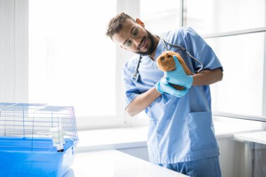 Tek tip kahverengi eskiden şiling şimdi domuz holding ve çalışmaları sırasında bakarak mutlu Genç veteriner klinisyen