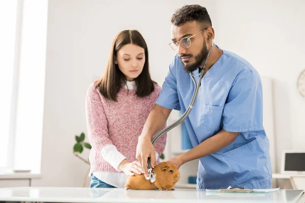 Veterinario Profesional Uniforme Escuchando Latidos Del Corazón Conejillo Indias Marrón — Foto de Stock