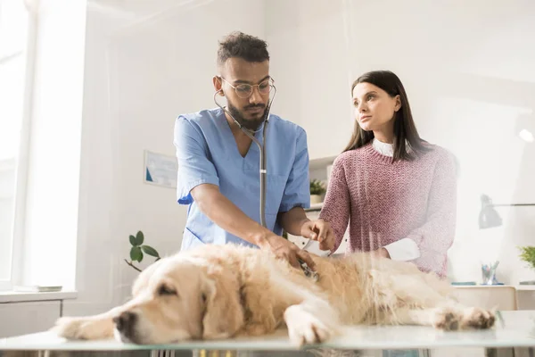 獣医彼を調べると若い女性に話している中 医療の表の上に横たわる病気のゴールデン リトリーバー — ストック写真