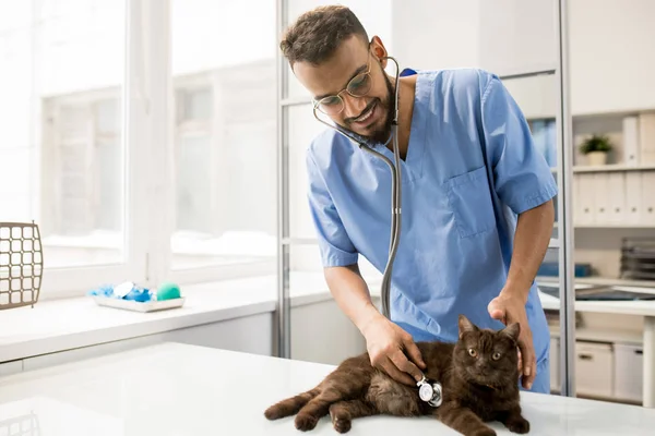 Симпатична Кішка Лежить Столі Маючи Огляд Сучасній Ветеринарній Клініці — стокове фото
