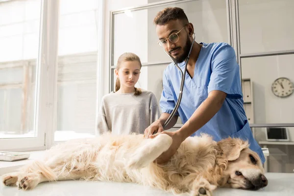 Mladí Veterinárních Klinik Uniformě Brýle Zkoumání Nemocný Pes Labrador Stetoskop — Stock fotografie