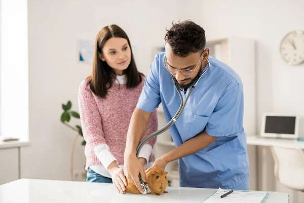 Joven Médico Profesional Con Estetoscopio Examinando Conejillo Indias Marrón Mesa — Foto de Stock