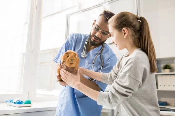 Menina Tomando Sua Cobaia Mãos Veterinário Após Exame Médico Clínicas — Fotografia de Stock