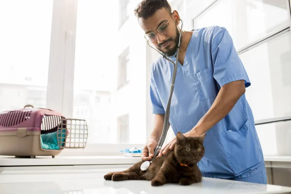 Young Veterinary Clinician Uniform Eyeglasses Using Stethoscope Examination Sick Cat — Stock Photo, Image