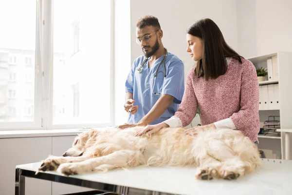 注射と近くに立っている若い女性の獣医医療テーブルの上に横たわるラブラドール ペットを病気します — ストック写真