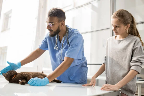 Lindo Gato Acostado Mesa Médica Mientras Joven Veterinario Profesional Jugando — Foto de Stock