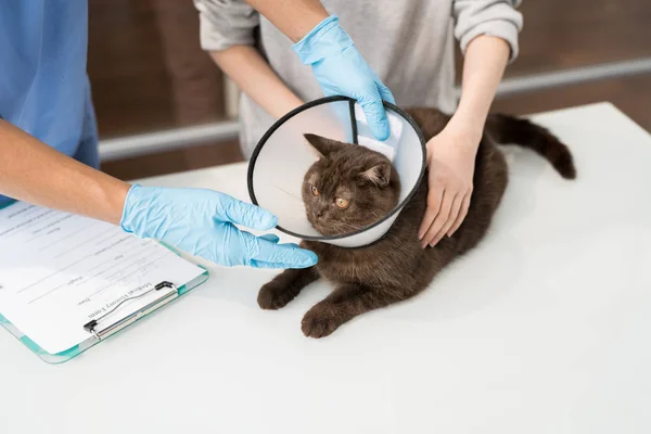 Roztomilý Nemocná Kočka Nálevkou Kolem Krku Lékařský Stůl Obklopený Veterinární — Stock fotografie