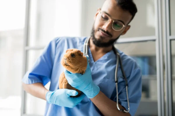 Porco Guiné Marrom Fofo Bonito Mãos Enluvadas Veterinário Profissional Jovem — Fotografia de Stock