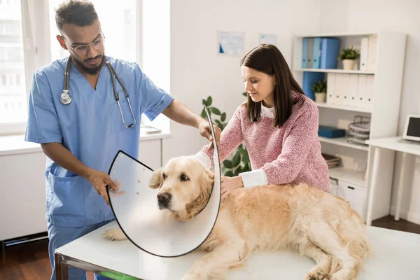 Young Owner Golden Retriever Helping Veterinarian Place Funnel Dog Neck — Stock Photo, Image