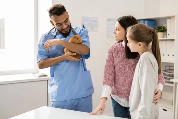 Jovem Médico Veterinário Uniforme Segurando Adulto Porquinho Índia Marrom Durante — Fotografia de Stock