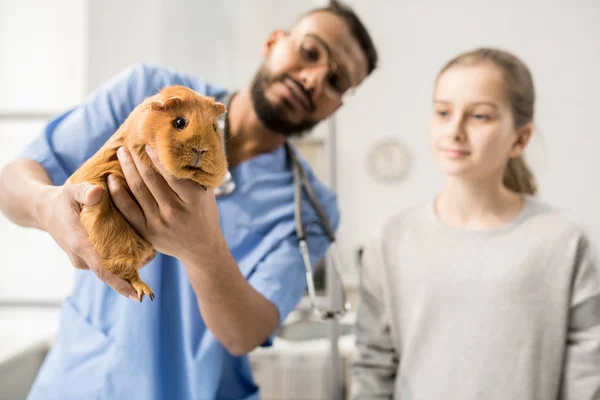 Brun Vuxna Marsvin Händerna Moderna Veterinärmedicinska Professional Granskning Kliniker — Stockfoto