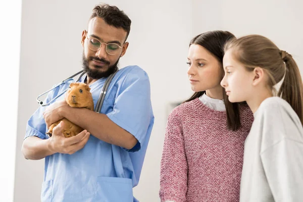 Jovem Sua Filhinha Olhando Para Porquinho Índia Marrom Mãos Veterinárias — Fotografia de Stock