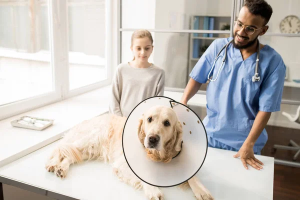 Chien Labrador Malade Avec Entonnoir Sur Cou Couché Sur Table — Photo