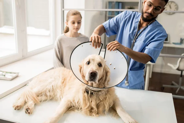 Veterinário Jovem Uniforme Azul Mesa Médica Colocando Funil Pescoço Cão — Fotografia de Stock