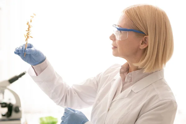 内容自信有吸引力的成熟妇女在护目镜和橡胶手套检查黑麦 同时在实验室条件下种植植物 — 图库照片