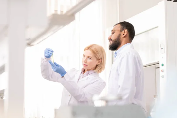 Vielbeschäftigte Multiethnische Chemiker Labormänteln Stehen Labor Und Untersuchen Flüssigkeit Reagenzglas — Stockfoto