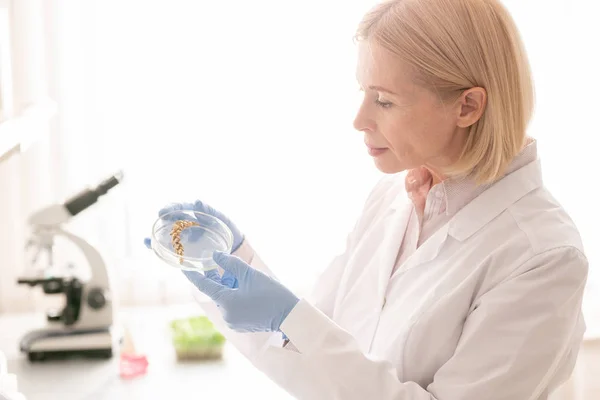 研究室でライ麦の特徴を研究しながら サンプルとペトリ皿を保持するラボコートで深刻な忙しい成熟した女性科学者 — ストック写真