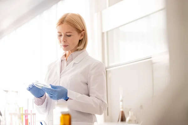 严重集中有吸引力的成熟女性化学家分析在培养皿中的医学样本 同时在实验室工作的新疫苗 — 图库照片