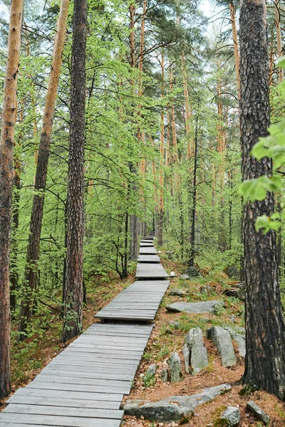 Długa Ścieżka Lesie Składa Się Drewnianych Desek Otoczonych Sosnami Kamieniami — Zdjęcie stockowe
