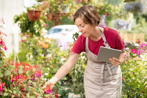 Junge Gärtnerin Mit Tablet Beugt Sich Über Blumenbeet Und Lernt — Stockfoto