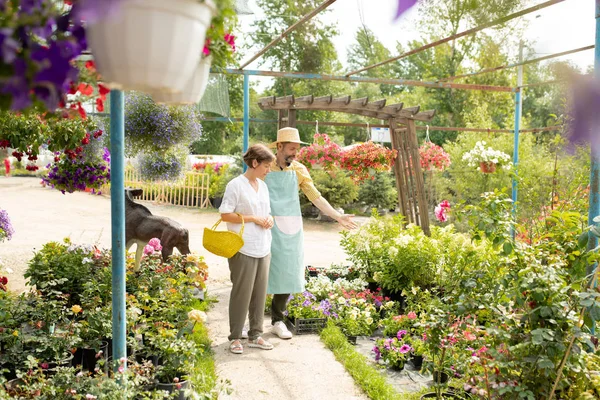 Jardinero Maduro Confiado Sombrero Delantal Mostrando Flores Blancas Uno Los — Foto de Stock