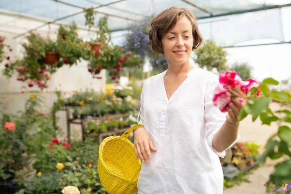 Feliz Joven Propietaria Cesta Tienda Floral Ingenio Mirando Racimo Petunia — Foto de Stock