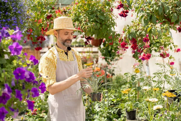 Agricultor Barbudo Con Sombrero Delantal Sosteniendo Maceta Con Flor Jardín — Foto de Stock