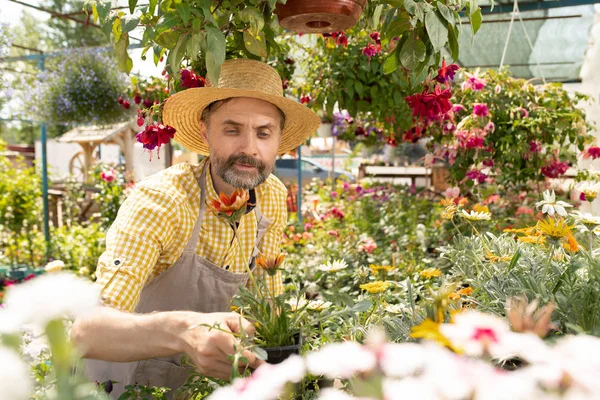 Agricoltore Maturo Giardiniere Abbigliamento Lavoro Con Vaso Fiori Mentre Selezionano — Foto Stock