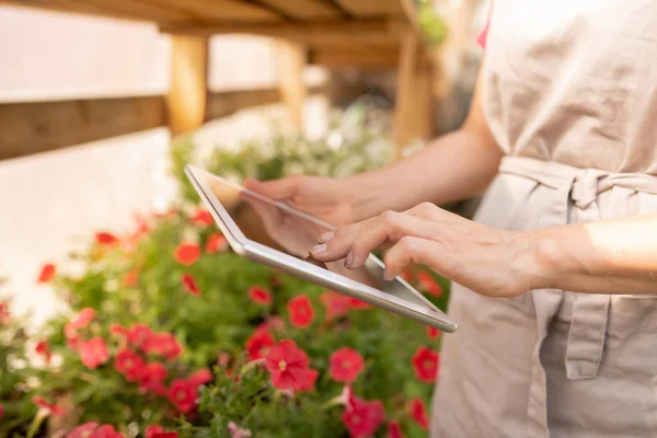 Giovane Giardiniere Donna Grembiule Con Tablet Digitale Trovare Informazioni Nuovi — Foto Stock