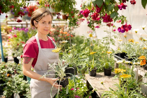 市場で販売する植物の新しい種類を選択しながら 鉢植えの花を保持するエプロンでかなり若い庭師 — ストック写真