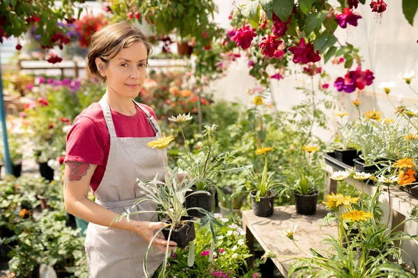 Bonito Jardinero Joven Delantal Sosteniendo Flores Maceta Mientras Elige Nuevos — Foto de Stock