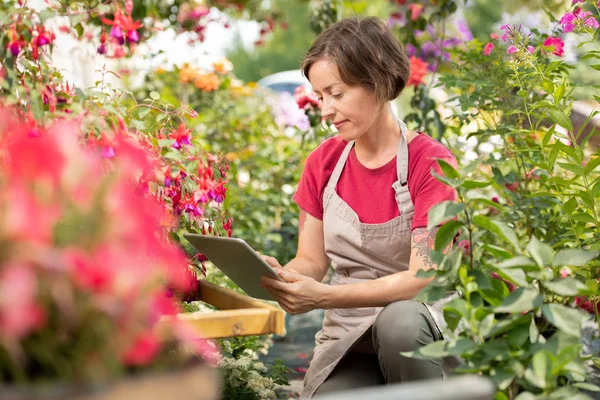 Joven Florista Femenina Seria Delantal Buscando Red Nuevos Tipos Flores — Foto de Stock