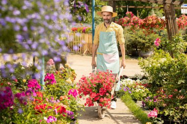 Şapka ve önlük Olgun çiftçi çiçek yeni tür bitki giderken bahçesinde çiçek tarhları boyunca hareket