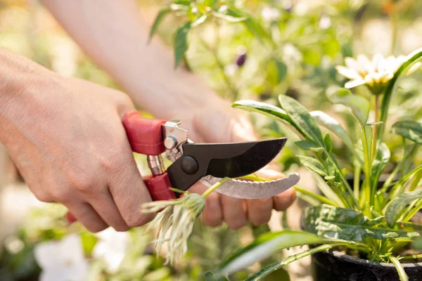 Handen Van Vrouwelijke Tuinman Snijden Droge Bloem Pot Met Snoeischaar — Stockfoto