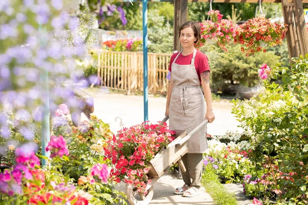 Fiatal Női Kertész Farmer Szekér Állva Egy Virágágyak Miközben Szállító — Stock Fotó