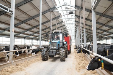 Mandıra işçisi traktörde oturuyor ve modern çiftlik evinde çalışırken iki uzun ahır arasında gidip geliyor.