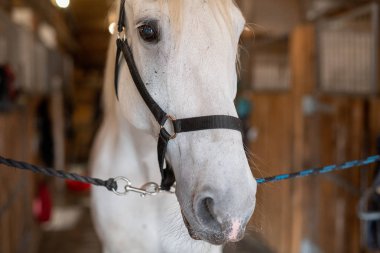 Muzzle of young white purebred mare or racehorse with bridles in front of camera standing inside stable clipart