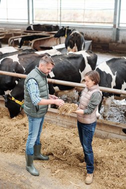 One of young workers of large dairy farm showing her colleague sample of hay for feeding cows and describing its quality clipart