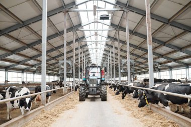Tractor moving along aisle between two long cowsheds inside large contemporary dairy farm clipart