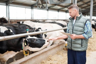 Dijital tabletli profesyonel süt ineği bakıcısı çitin arkasında çiftlik hayvanlarının yanında duruyor ve onlardan birine elle dokunuyor.