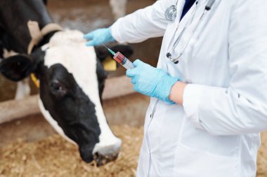 Whitecoat 'ta eldivenli veteriner elinde aşıyla inek ahırındaki süt ineğinin arka planında şırınga tutuyor.