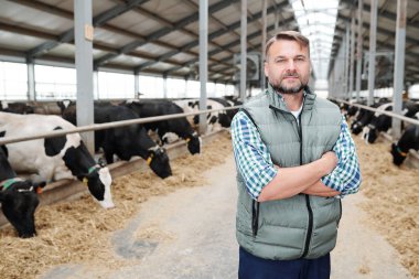 Confident mature farmer or worker of contemporary farmhouse looking at you while standing on background of milk cows clipart