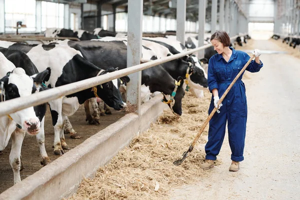 Heureux Jeune Agriculteur Travailleur Ferme Laitière Contemporaine Travaillant Fourche Foin — Photo