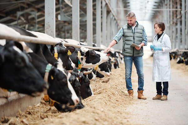 Mature head of large dairy farm with touchpad touching one of cows while consulting with veterinarian by cowshed