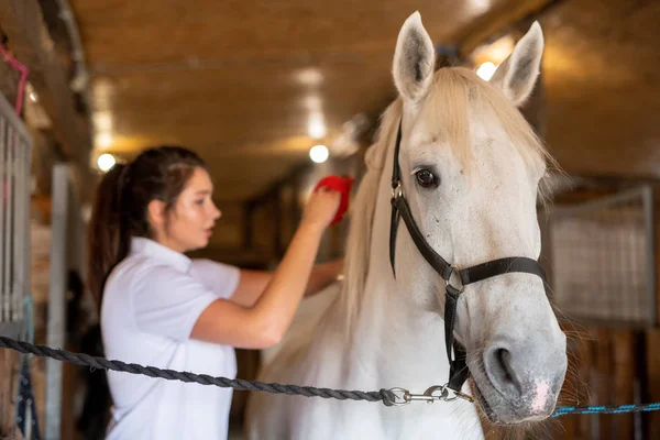 Bianco Giovane Cavallo Corsa Razza Piedi Davanti Alla Fotocamera All — Foto Stock