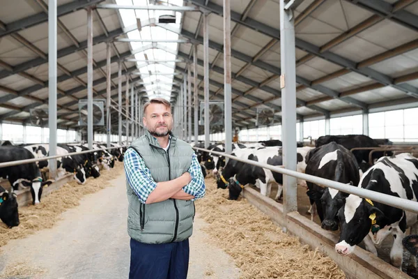 Jovem Agricultor Bem Sucedido Meio Longo Corredor Dentro Fazenda Vacas — Fotografia de Stock